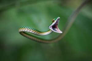 Leptophis ahaetulla